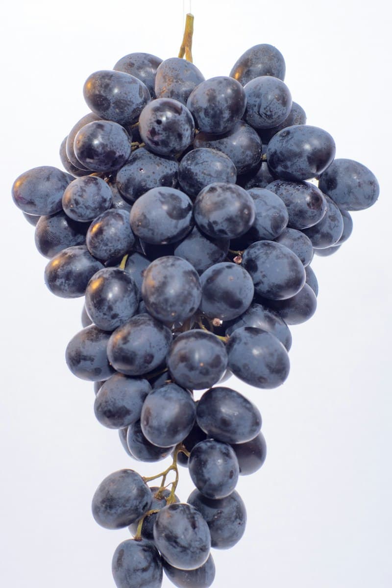 Green & Black Table Grapes