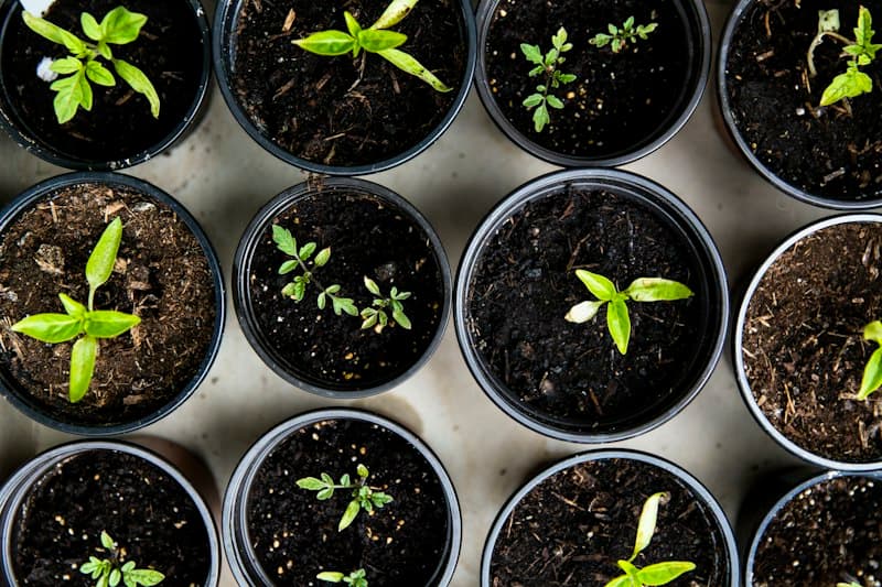 Durian & Butter Avocado Seedlings